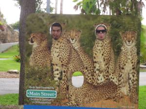 Cheetahs German & Allie